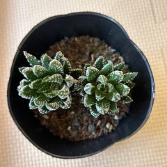 ハオルチアミニ2個の画像