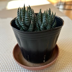 ハオルチアミニ2個の画像