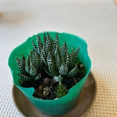 ハオルチアミニ3個の画像