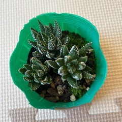 ハオルチアミニ3個の画像