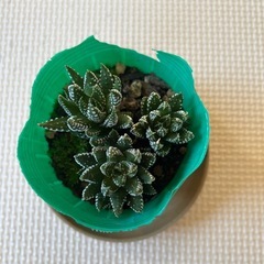 ハオルチアミニ3個の画像