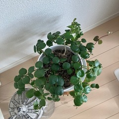 観葉植物　エスキナンサス タイピンク  の画像
