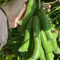 ムクナ豆の収穫作業のお手伝いをお願いします