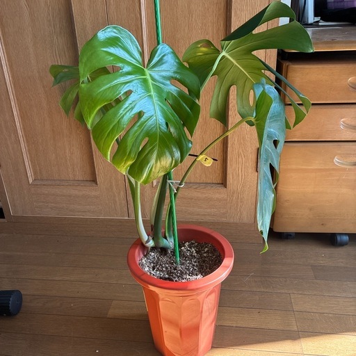 モンステラ 観葉植物 タグ⑤ (葉っぱ) 桜木の家庭用品《ガーデニング