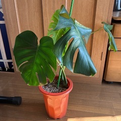 モンステラ 観葉植物 タグ⑤の画像