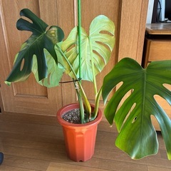 モンステラ 観葉植物 タグ⑤の画像