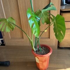 モンステラ 観葉植物 タグ⑤の画像