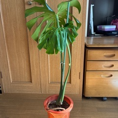 モンステラ 観葉植物 タグ④の画像