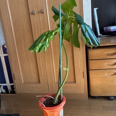 モンステラ 観葉植物 タグ④の画像