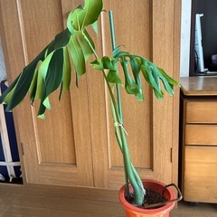 モンステラ 観葉植物 タグ④の画像