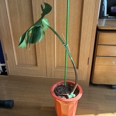 モンステラ 観葉植物 タグ③の画像