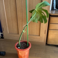 モンステラ 観葉植物 タグ③の画像