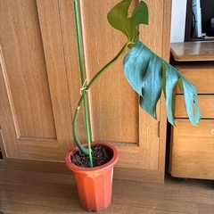 モンステラ 観葉植物 タグ③の画像