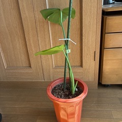 モンステラ 観葉植物 タグ②の画像