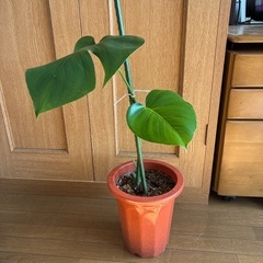 モンステラ 観葉植物 タグ②の画像