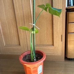 モンステラ 観葉植物 タグ②の画像