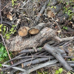 【無料】ヒマラヤスギ、丸太、薪 の画像