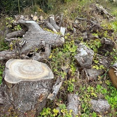 【無料】ヒマラヤスギ、丸太、薪 の画像