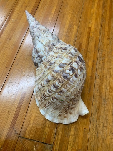 大きめ 法螺貝（30cm）インテリアシェル (425rina.) てだこ浦西の