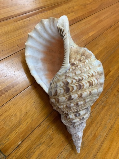 法螺貝30cm 天然そのままの色、厚みのある美しい貝殻です。 法螺貝30cm