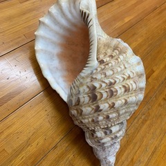 大きめ 法螺貝（30cm）インテリアシェルの画像