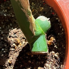 モンステラ 観葉植物 タグ③の画像