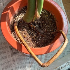 モンステラ 観葉植物 タグ④の画像