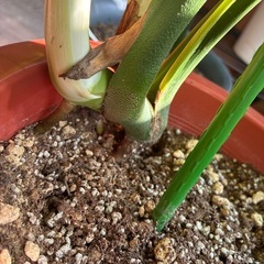 モンステラ 観葉植物 タグ⑤の画像