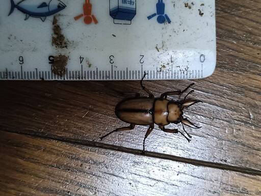 アスタコイデスノコギリクワガタ♂単