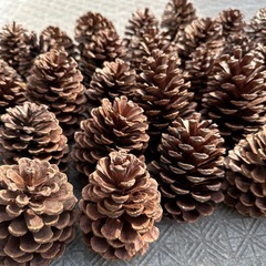 松ぼっくりの画像