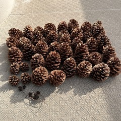 松ぼっくりの画像