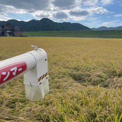 本日のみ【鹿島】令和7年さがびより玄米10kg〜の画像