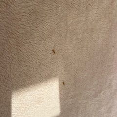 お布団セット　布団＋毛布　の画像