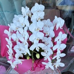 生花 胡蝶蘭 白 キングアマビ 直接引取り手渡し　箱無しの画像