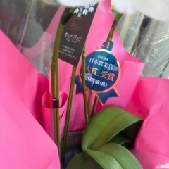 生花 胡蝶蘭 白 キングアマビ 直接引取り手渡し　箱無しの画像