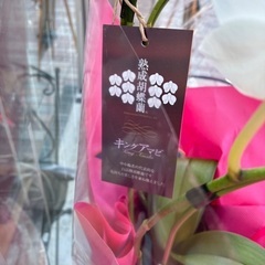 生花 胡蝶蘭 白 キングアマビ 直接引取り手渡し　箱無しの画像