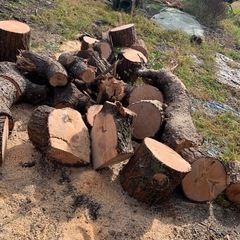 大木　(薪利用)の画像
