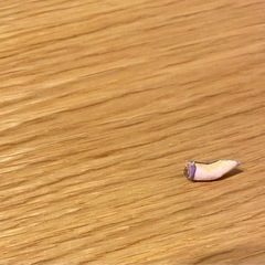 ラプンツェル　小物入れ　ライトの画像