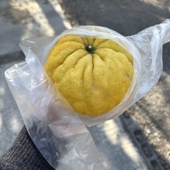   【獅子ゆず約1個】本庄産　野菜　無農薬　販売　まとめ売り　セットの画像