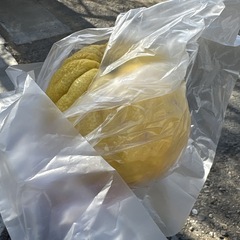   【獅子ゆず約1個】本庄産　野菜　無農薬　販売　まとめ売り　セットの画像