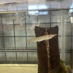 ブランドノーズガー
の画像