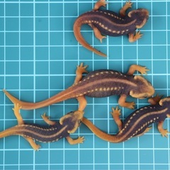 アメイロイボイモリ　2025年CB 幼体3匹セット　訳あり　自家繁殖個体の画像