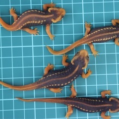 アメイロイボイモリ　2025年CB 幼体3匹セット　訳あり　自家繁殖個体の画像