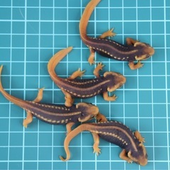 アメイロイボイモリ　2025年CB 幼体3匹セット　訳あり　自家繁殖個体の画像