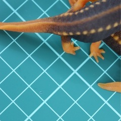 アメイロイボイモリ　2025年CB 幼体3匹セット　訳あり　自家繁殖個体の画像