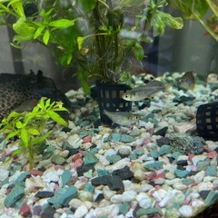 熱帯魚　決まりましたの画像