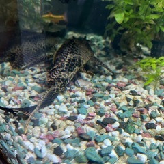 熱帯魚　決まりましたの画像