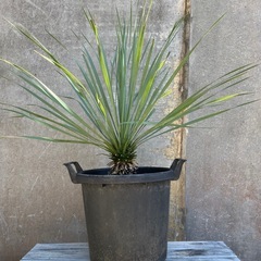 ユッカロストラータの画像