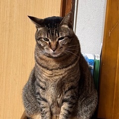 猫探してます。