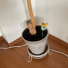 12／14までに受取来れる方　観葉植物の画像